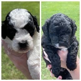 Goldendoodle Puppies from Puppy Love of Pottsboro