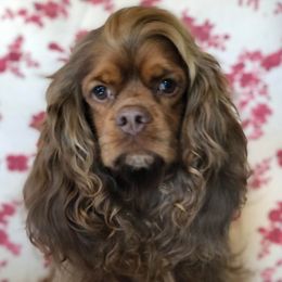 zip - Cocker Spaniel
