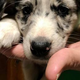 Miniature Australian Shepherds from Kiwis Aussies
