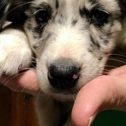 Miniature Australian Shepherds from Kiwis Aussies