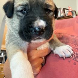 Boy 1 - Fawn male Anatolian Shepherd Dog puppy in Avon Park, Florida from Sandy Pines Homestead