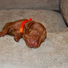 Vizsla Puppies from Summit Vizsla (we can deliver to you)
