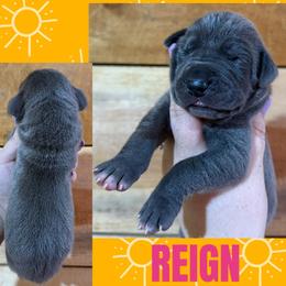 REIGN - Blue female Great Dane puppy in Wellsville, New York from Prophecy Danes