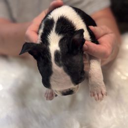 Male puppy 1 - Black and white male Boston Terrier puppy in Covington, Georgia from Tuxedo Bostons and French Bulldogs