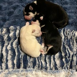 Pomsky Puppies from Sugar Maple Pomskies