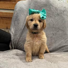 Vixen: Teal collar - Golden female Golden Retriever puppy in Monterey, Tennessee from Lawson’s Green Acres Goldens and Mini Dachshunds