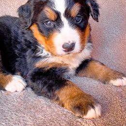 Bernedoodle, Bernese Mountain Dog, and Siberian Husky Puppies from Timberline Paws