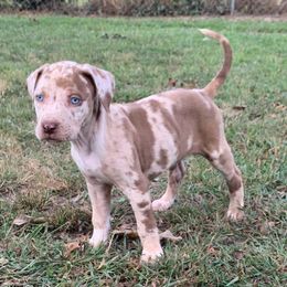 Girl 2 - Red merle female Catahoula Leopard Dog puppy in Gadsden, Alabama from Rich Cat’s