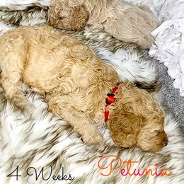 Poodle Puppies from Serene Arenas' Standard Poodles