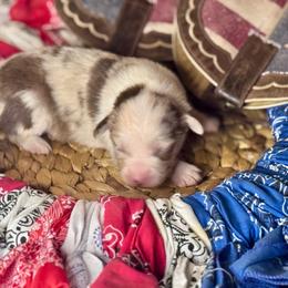 Caspian - Red merle male Miniature Australian Shepherd puppy in California from Eagle River Aussies