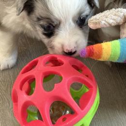 Miniature Australian Shepherd and Toy Australian Shepherd Puppies from Cherry Grove Kennel