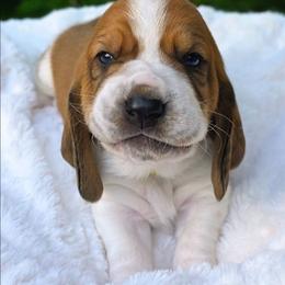 Scooby Doo - Mahogany and white male Basset Hound puppy in Big Rapids, Michigan from Basket Hound Bassets