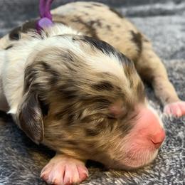 Ciara - Chocolate merle female Bernedoodle puppy in New Ringgold, Pennsylvania from Hawk Mountain Doodles
