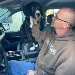 Great Dane All Grown Up from Blue Dane Ridge