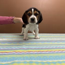 Carole - Black tan and white female Beagle puppy in St. Cloud, Minnesota from Beagle Blessings