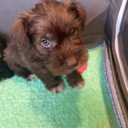 Hendrix - Liver male Miniature Schnauzer puppy in Palestine, Texas from Miniature Schnauzer Puppies of Palestine Tx