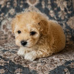 Coral - Apricot female Havapoo puppy in Norwood, Missouri from Neuroth Pup Co.