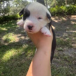 Dalton - Black and white male Cardigan Welsh Corgi puppy in Wekiwa Springs, Florida from It is Corgiland