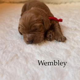 Wembley - Red male Cockapoo puppy in Alexandria, Alabama from Bright and Beautiful Cockapoos and Doodles