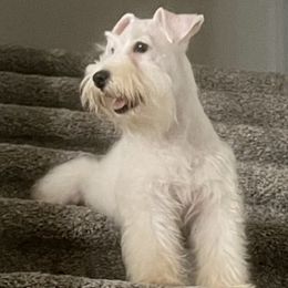 Miniature Schnauzers from Highland Schnauzers