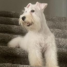 Miniature Schnauzers from Highland Schnauzers