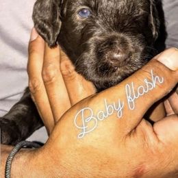 Labradoodle Puppies from Our Lovable Labradoodles