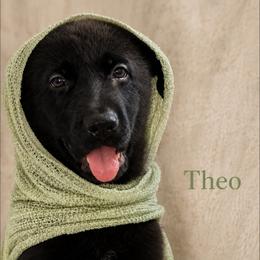 Theo-Adore - Black male German Shepherd puppy in De Land, Florida from 3B’s Animal Artistry