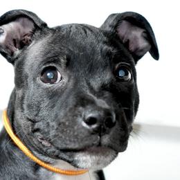 Staffordshire Bull Terriers from SAAM Dogs