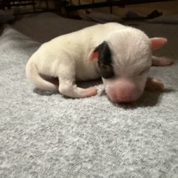 Girl 1 - Tri-color female Jack Russell Terrier puppy in Yakima County, Washington from Saddle Rock Kennels