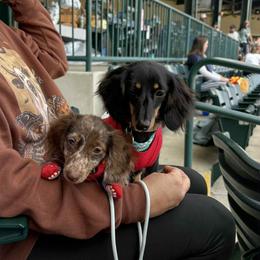Dachshund All Grown Up from Dannie's Doxies