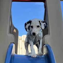 Dalmatian Puppies from Crystal Gonzalez