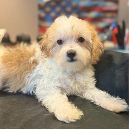 Drew - White and tan male Morkie puppy in Florence, Kentucky from 4paws4ever by Design