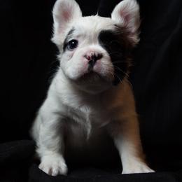 Panda - Black and white female French Bulldog puppy in Battle Ground, Washington from Ferguson's Bulldogs