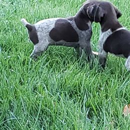 German Shorthaired Pointer Puppies from Cozy's GSPs