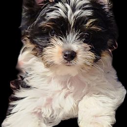 Biewer Terrier Puppies from ShadysAcre Biewers