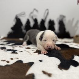 Callie - White and blue female Border Collie puppy in Washburn, Missouri from BS Farms