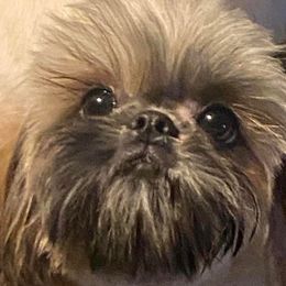 Charlie - Shih Tzu