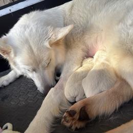 Female 1 - White female Berger Blanc Suisse puppy in Wisconsin from Andeli vjecnosti