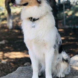 Australian Shepherds from BelleVue Australian shepherds