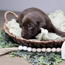 Labrador Retriever Puppies from AGL Retrievers