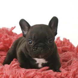 French Bulldogs from Sundance French Bulldogs