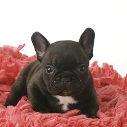 French Bulldogs from Sundance French Bulldogs