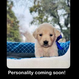 Girl 1st pick - Golden Retriever puppy from Socalretrievers