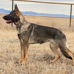 Cali - German Shepherd