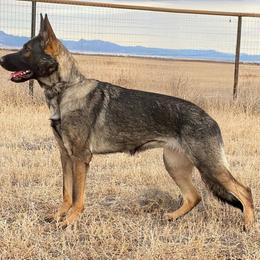 Cali - German Shepherd