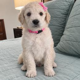 (Blake) Pink Collar Female - White female Poodle puppy in Screven, Georgia from Dreamland Standard Poodles