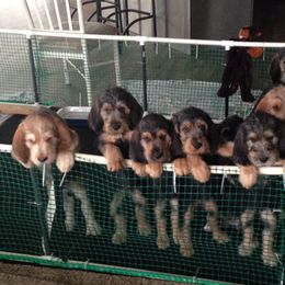 Otterhound Puppies from Blue Fairy Otterhounds