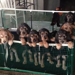 Otterhound Puppies from Blue Fairy Otterhounds