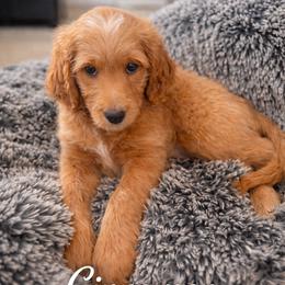 Goldendoodle Puppies from Skye Blue Goldendoodles