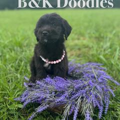 Belle - female Golden Mountain Doodle puppy in Benton, Arkansas from B&K Doodles, LLC